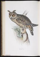 Long-eared Owl, Búho cara café, hibou moyen-duc plate 39