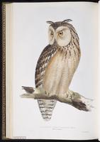 Pharaoh Eagle-Owl plate 38