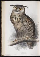 Eurasian Eagle-Owl plate 37