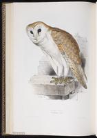 Barn Owl, Common Barn-Owl, effraie de clochers, Lechuza de campanario plate 36