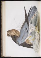 Montagu's Harrier plate 35