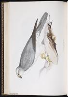 Pallid Harrier plate 34