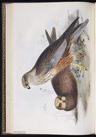 Western Marsh Harrier, Busard des roseaux plate 32