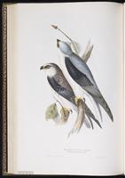 Black-shouldered Kite, Black-winged Kite plate 31