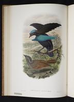 Monograph of the Paradiseidae, 1:83