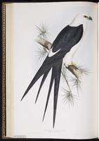 American Swallow-tailed Kite, Milan à queue fourchue, Milano tijereta, Swallow-tailed Kite plate 30