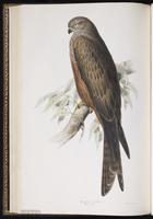 Black Kite, Milan noir plate 29