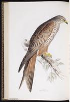 Red Kite plate 28