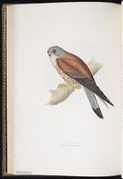 Lesser Kestrel plate 27