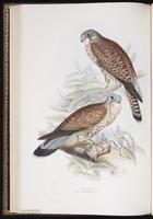 Common Kestrel, Eurasian Kestrel, Faucon crécerelle plate 26