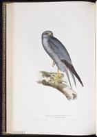 Sooty Falcon plate 25