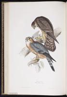 Merlin. Faucon émerillon, Halcón esmerejón plate 24