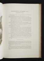 Monograph of the Paradiseidae, 1:80