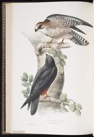 Red-footed Falcon, Faucon kobez plate 23