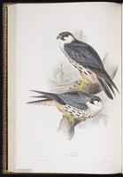 Eurasian Hobby, Faucon hobereau, Northern Hobby plate 22
