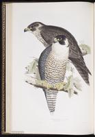 Peregrine Falcon, Faucon pèlerin, faucon pélerin, Halcón peregrino plate 21