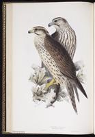 Lanner Falcon plate 20