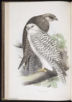 Faucon gerfaut, Gyrfalcon plate 19