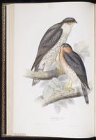 Eurasian Sparrowhawk plate 18