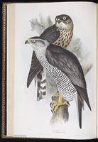 Northern Goshawk, Autour des palombes, Gavilán azor plate 17