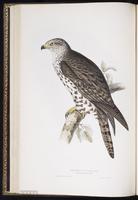 European Honey Buzzard plate 16