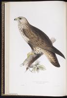 Rough-legged Buzzard, Rough-legged Hawk, Roughleg, Aguililla ártica, Buse pattue plate 15