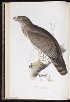 Short-toed Snake Eagle plate 13