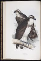 Osprey, Western Osprey, Balbuzard pêcheur, Gavilán pescador plate 12