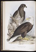 Bald Eagle, Águila cabeza blanca, Pygargue à tête blanche plate 11
