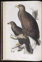 White-tailed Eagle, Pygargue à queue blanch plate 10