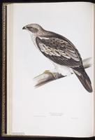 Booted Eagle plate 9