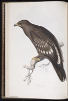 Lesser Spotted Eagle plate 8