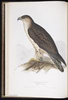 Bonelli's Eagle plate 7