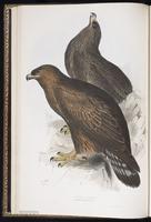 Golden Eagle, Águila real, Aigle royal plate 6