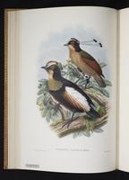 Monograph of the Paradiseidae, 1:73