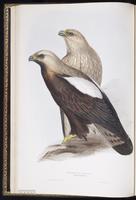 Asian Imperial Eagle, Eastern Imperial Eagle plate 5