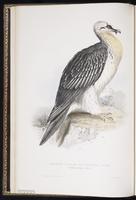 Bearded Vulture plate 4