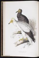 Egyptian Vulture plate 3