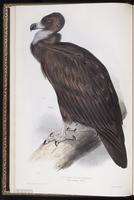 Cinereous Vulture plate 2