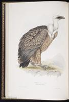 Griffon Vulture plate 1