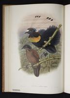 Monograph of the Paradiseidae, 1:69