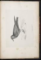 Bulwer's Petrel, Pétrel de Bulwer plate 103