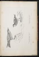 Leach's Storm Petrel, Leach's Storm-Petrel, Océanite cul-blanc, Paíño de Leach plate 102
