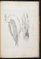 Northern Fulmar, Fulmar boréal, Fulmar norteño plate 101