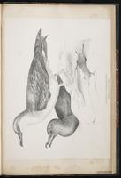 Great Shearwater, Greater Shearwater, Pardela mayor, Puffin majeur plate 100
