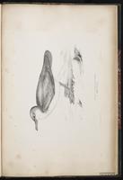 Little Shearwater, Petit Puffin plate 99