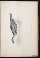 Manx Shearwater, Puffin des Anglais plate 98