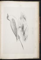 Parasitic Jaeger, Labbe parasite, Salteador parásito plate 97