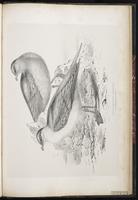 Parasitic Jaeger, Labbe parasite, Salteador parásito plate 96