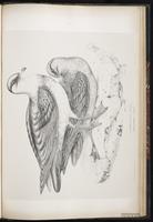 Pomarine Jaeger, Pomarine Skua, Labbe pomarin, Salteador pomarino plate 95